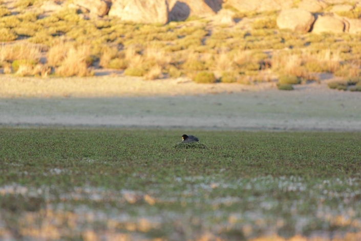 ©G. Sapaj